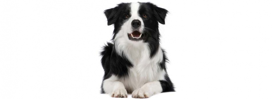 Com a Tudo de Cão seu bichinho aprende sem medo e sem sustos.