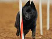Obstáculos de Agility - Tudo de Cão