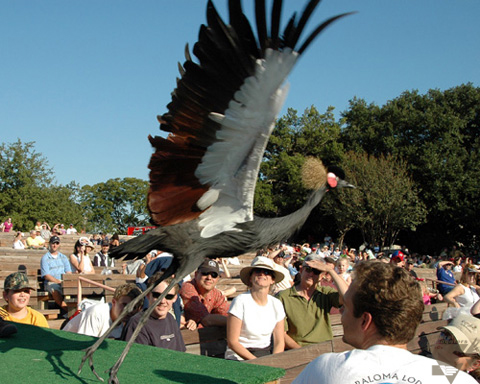 Steve Martin - African Crowned Crane