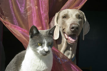 Cães e Gatos podem viver juntos