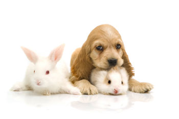 Cocker com coelhinhos