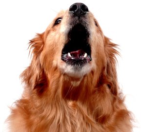 stop-dog-barking-image02