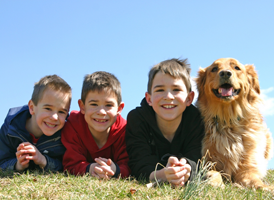 Socialização de Cães - Tudo de Cão - Adestramento